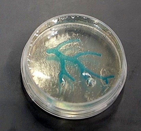 Loveland-based 3D printer manufacturer Aleph Objects provided this photo of a piece of an artery that was created in a petri dish with a LulzBot printer.