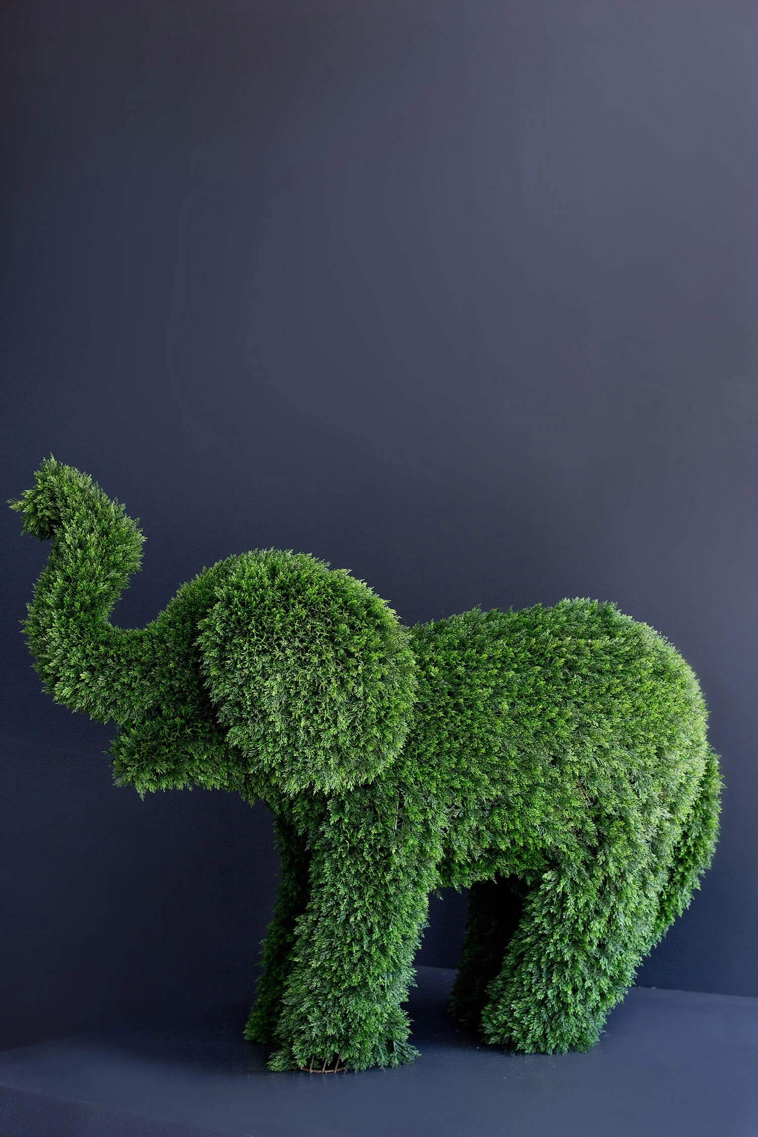 Boxwood Elephant