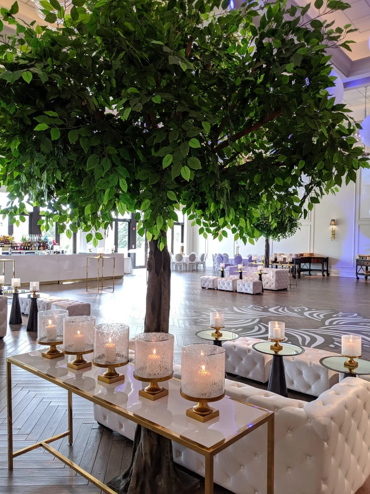 11' Benjamina Tree.JPG