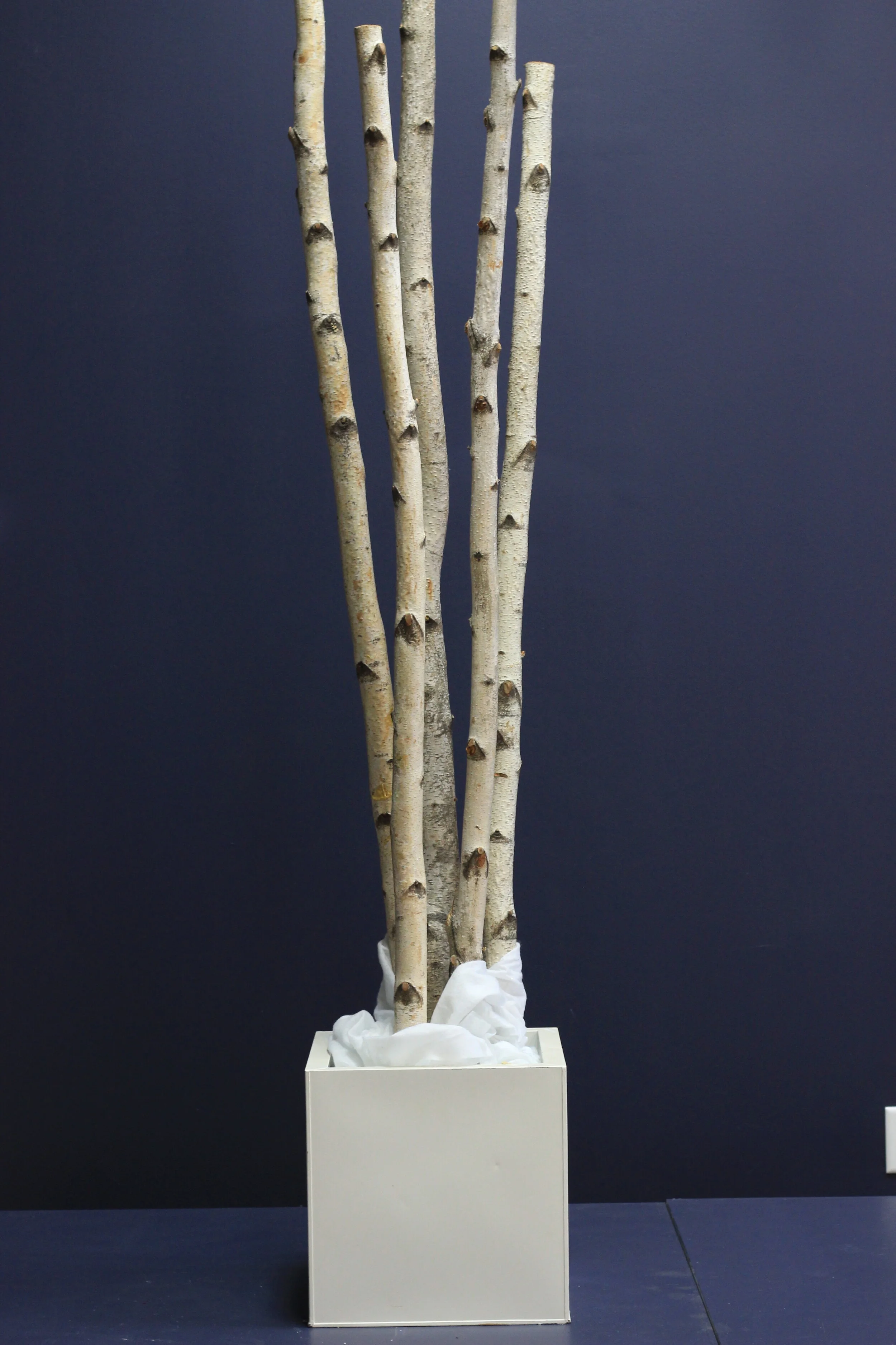 Birch Pole Compositions