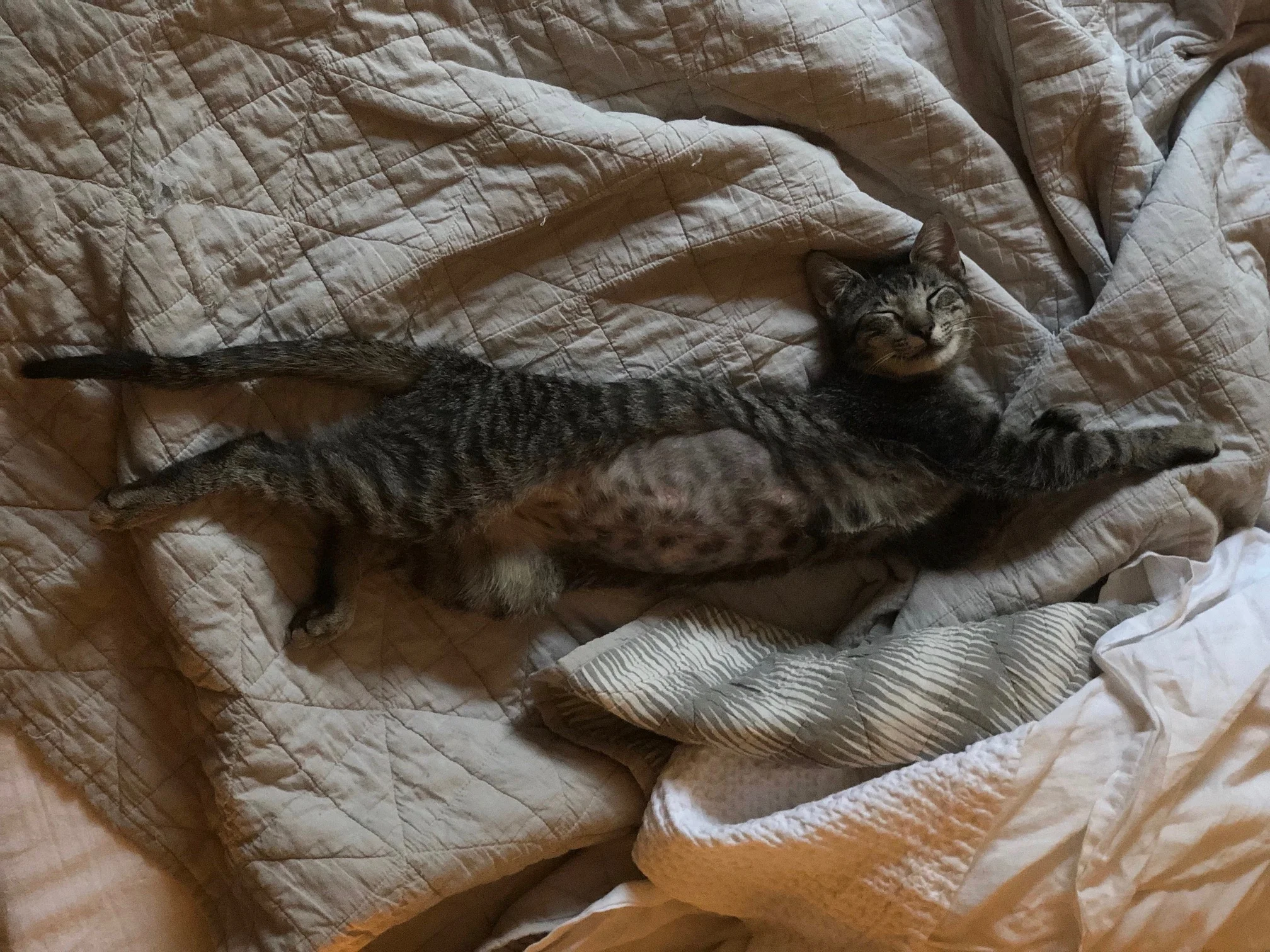 Tabitha, adopted March 2018
