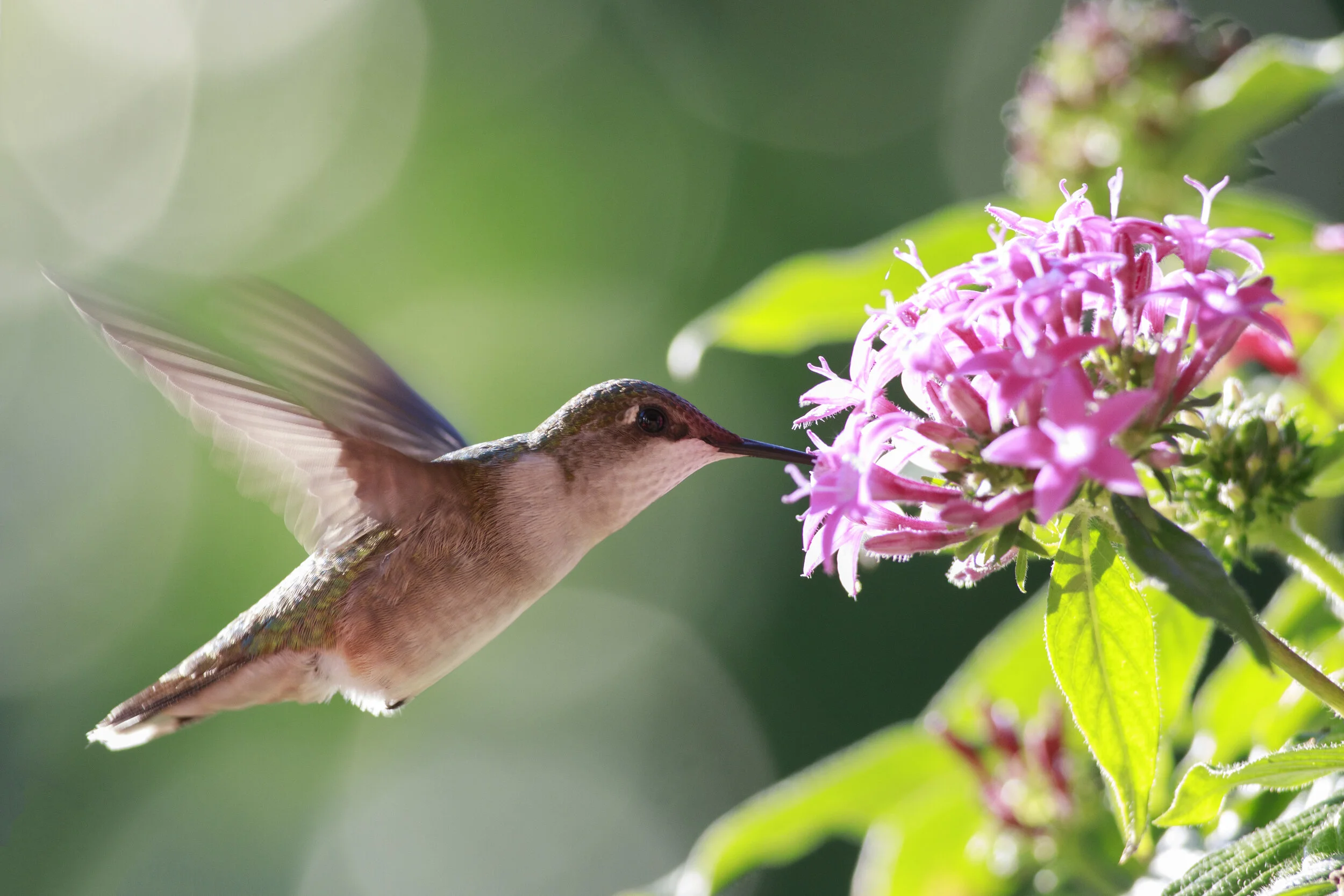 8 Flowers That Are Sure To Attract Hummingbirds