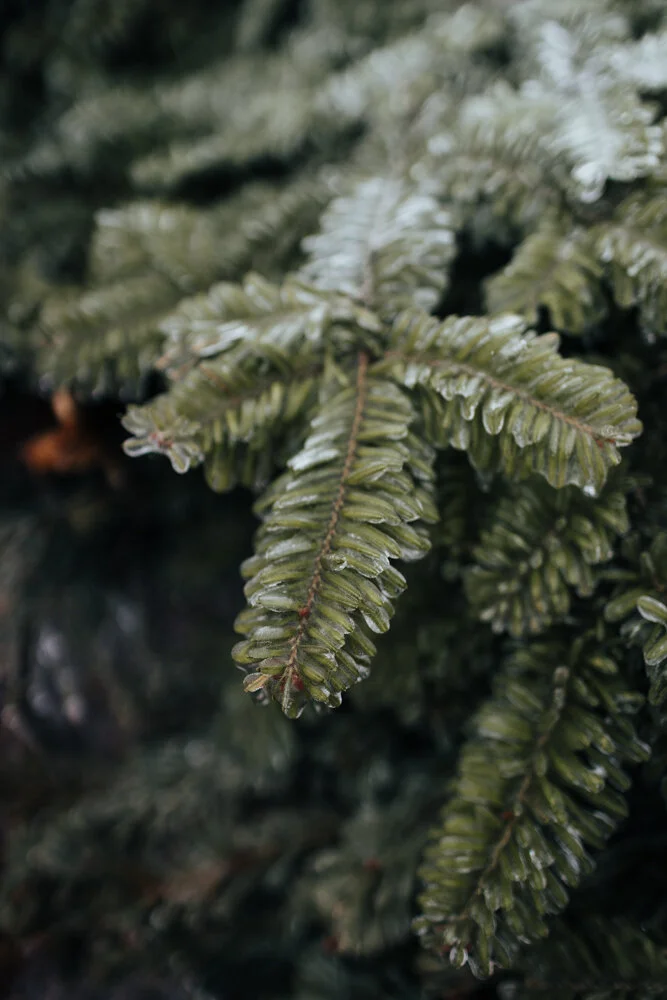 Hueter's Greenhouses