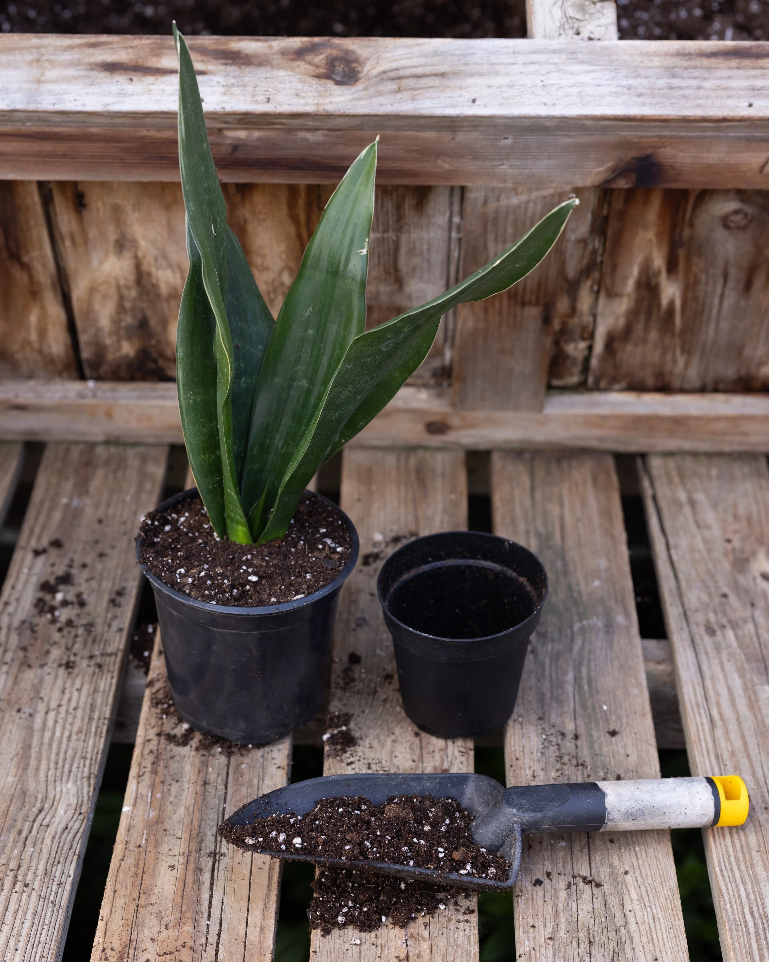 Spring Plant Care: When and How to Repot Your Houseplants