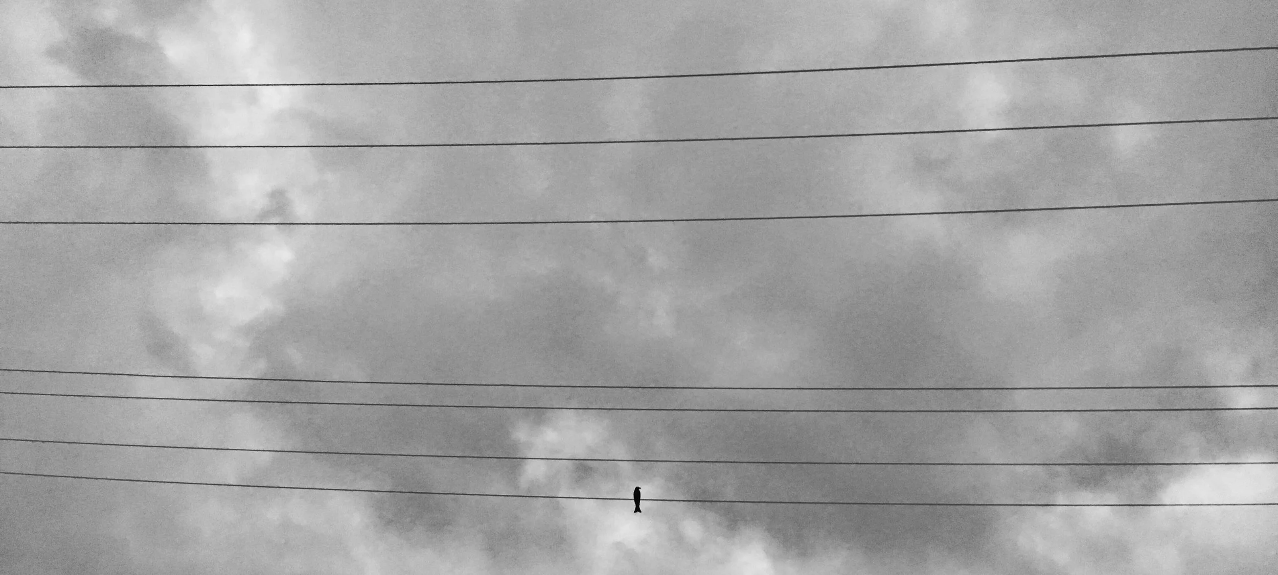 bird wire.jpeg