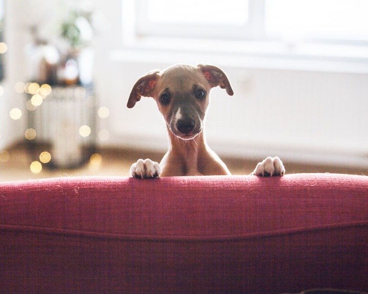 lofts for sale in dc - puppy peeking over sofa