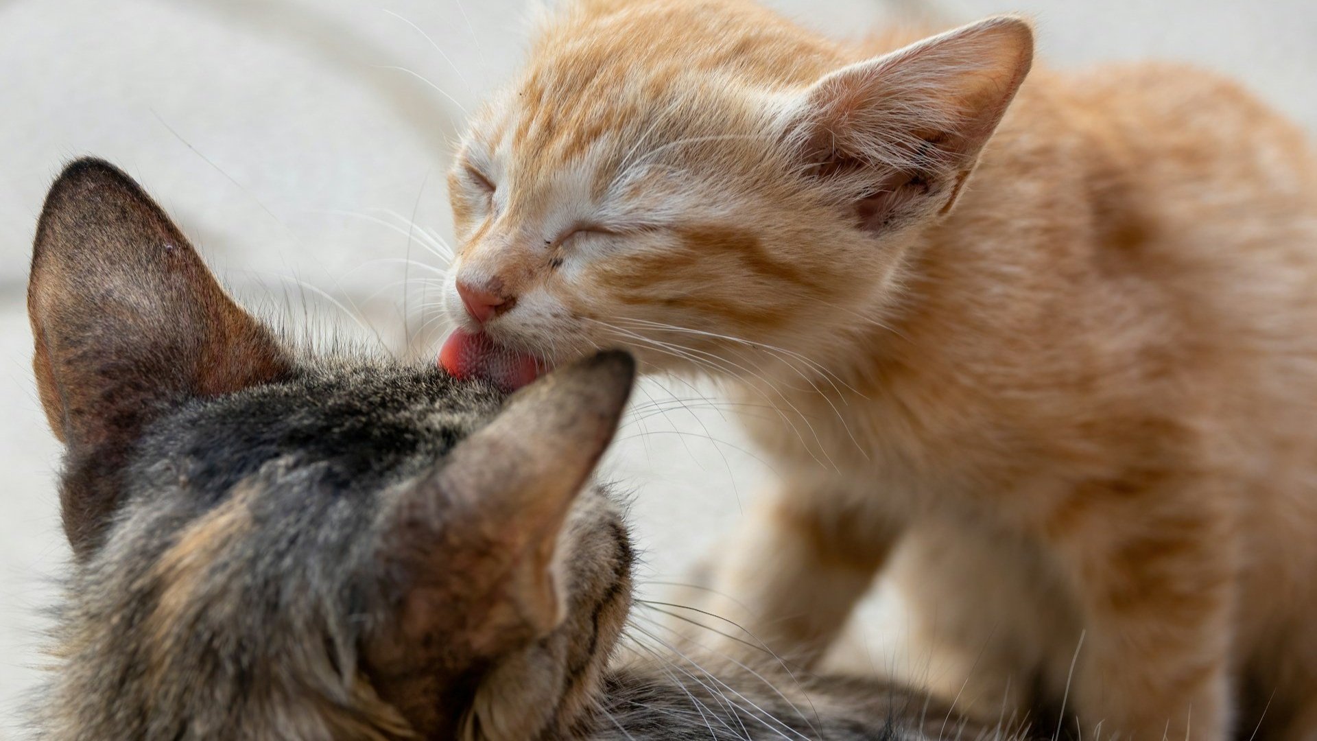 How Do THEY Do It? On Observing the Mindfulness of Others