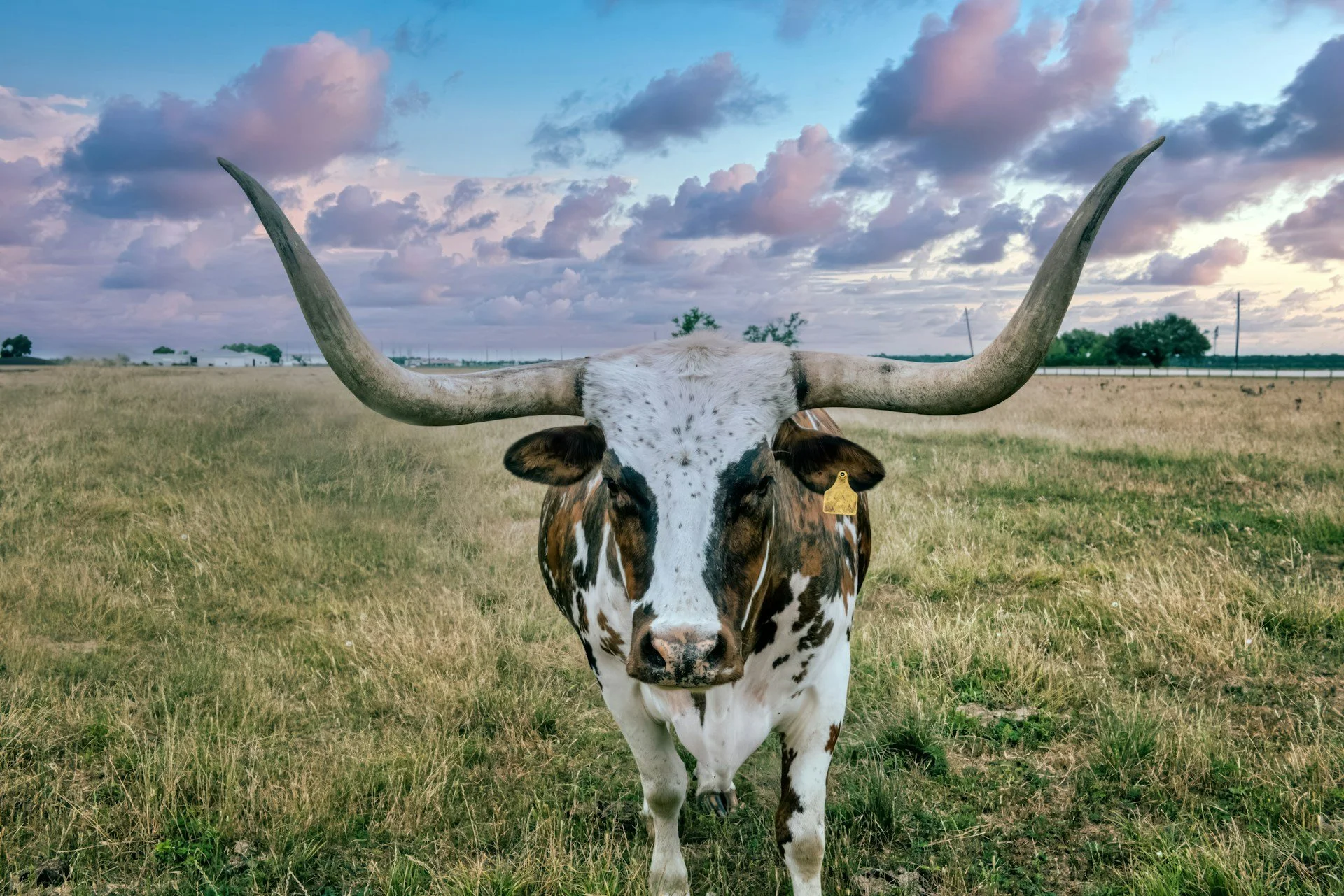 Tetons and Texas Longhorns: A Story About Listening&nbsp;