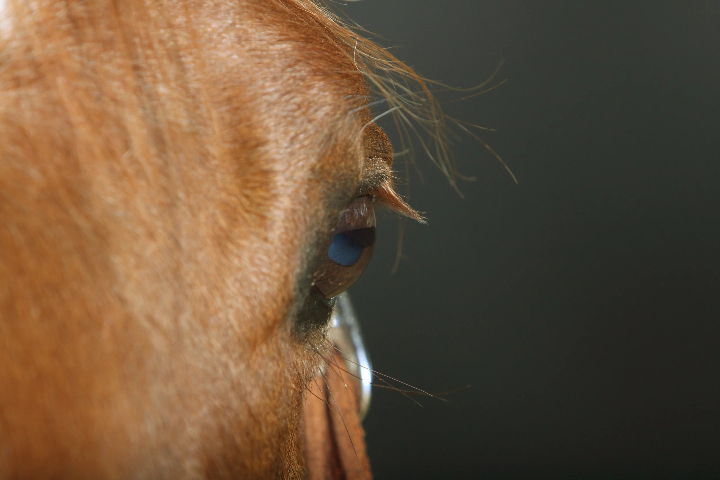 JICK Header - One Perfect Present.JPG