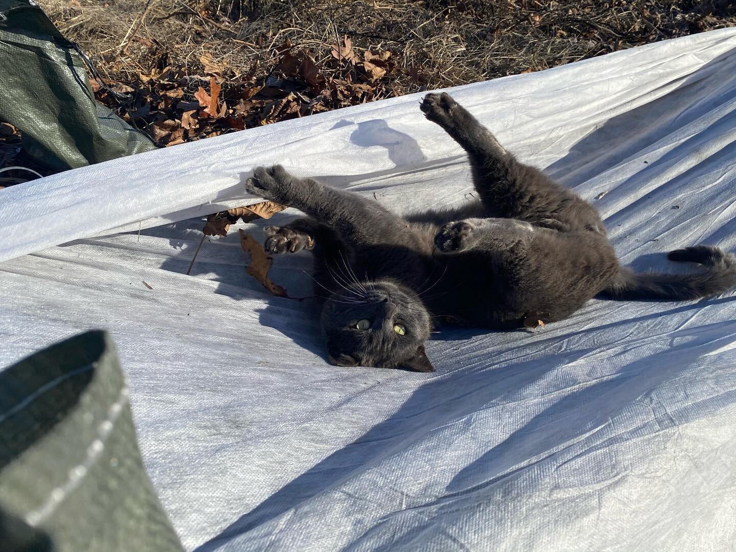 This Baller helped me vent tunnels and lift row cover today. The plants, the people and this super cute cat are all grateful for the sunlight!!

PS Plant babies survived winter&rsquo;s first cold spell and are looking good!

PPS Minus our snap babies