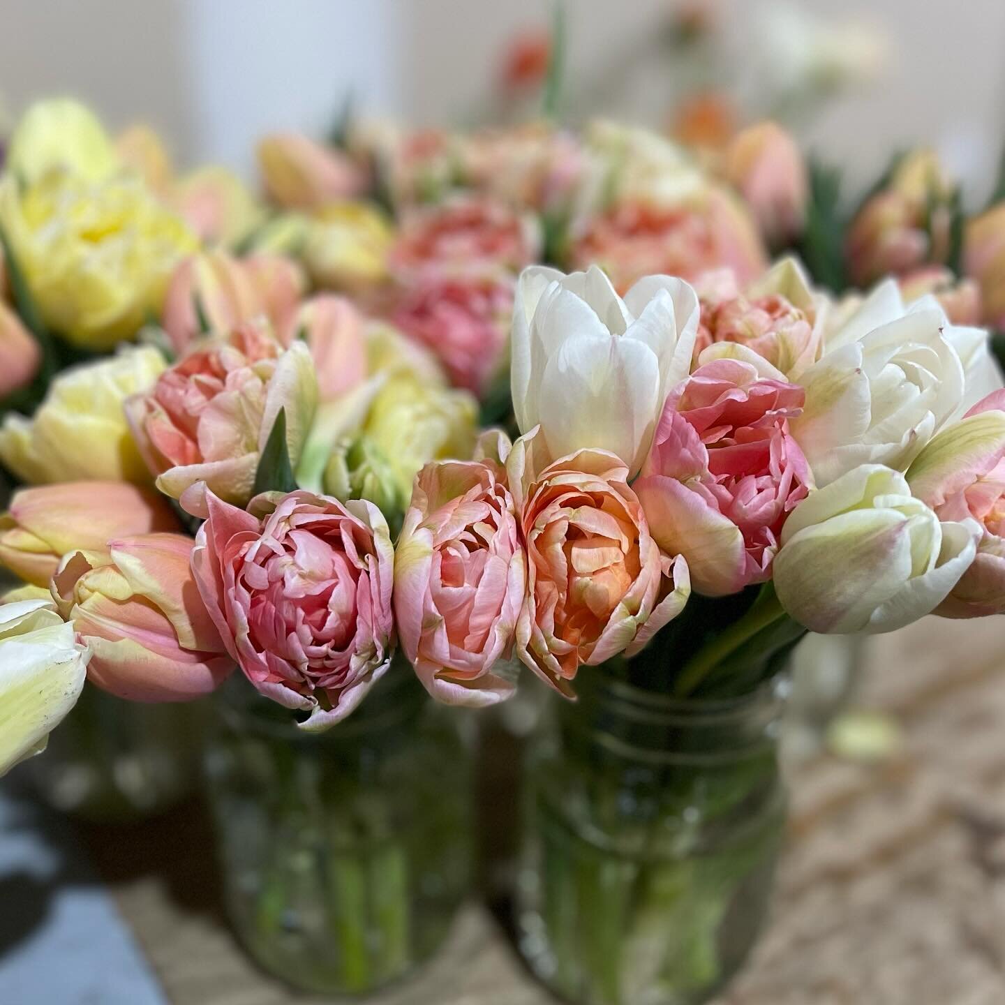 We&rsquo;ve got tulips just in time for Easter! You can find bunches @washmocoffee and we&rsquo;ve got bunches and mason jars available at the Meyer Family Barn in New Haven. 
.
.
.
#springflowers #sweetsoilfarm #washingtonmo #washmo #newhavenmo #mis