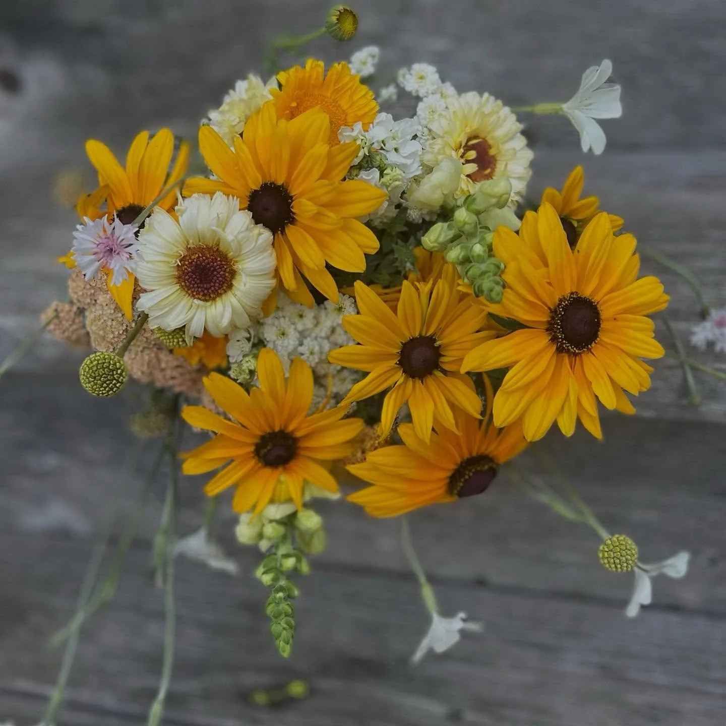 Flowers for Mother&rsquo;s Day, but all Summer long! We still have Summer (and Fall) subscriptions available and they are a great gift! All our flowers are regeneratively grown right here Washington, MO. 

Visit our website for all the details.

#swe