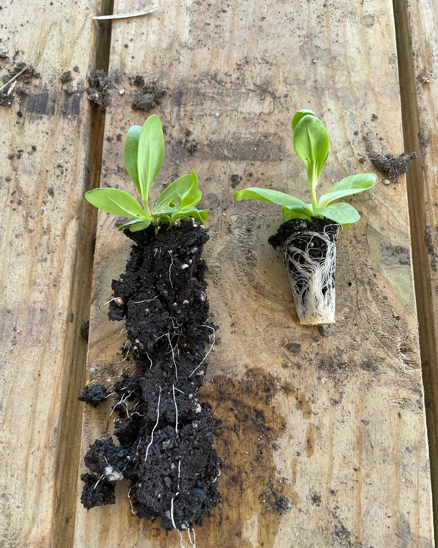 PLANT SALE. We&rsquo;re hosting our first ever plant sale this Saturday, May 16th from 8-11am.

Find us in the red barn at 8932 Hwy 100 in New Haven. 

Come see why we&rsquo;re so excited about seed snails and soil blocks!