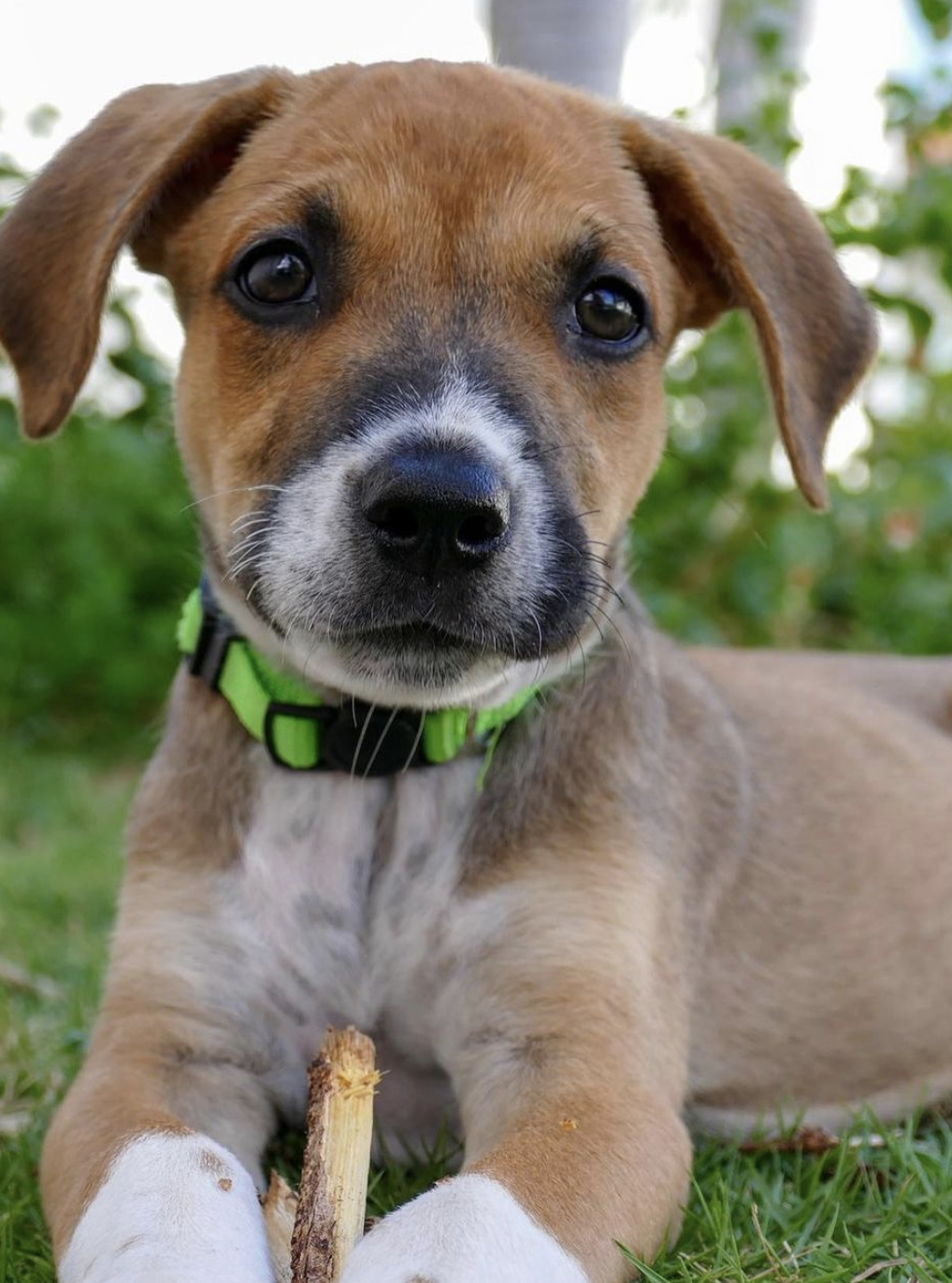 Vienna, 10-Weeks-Old