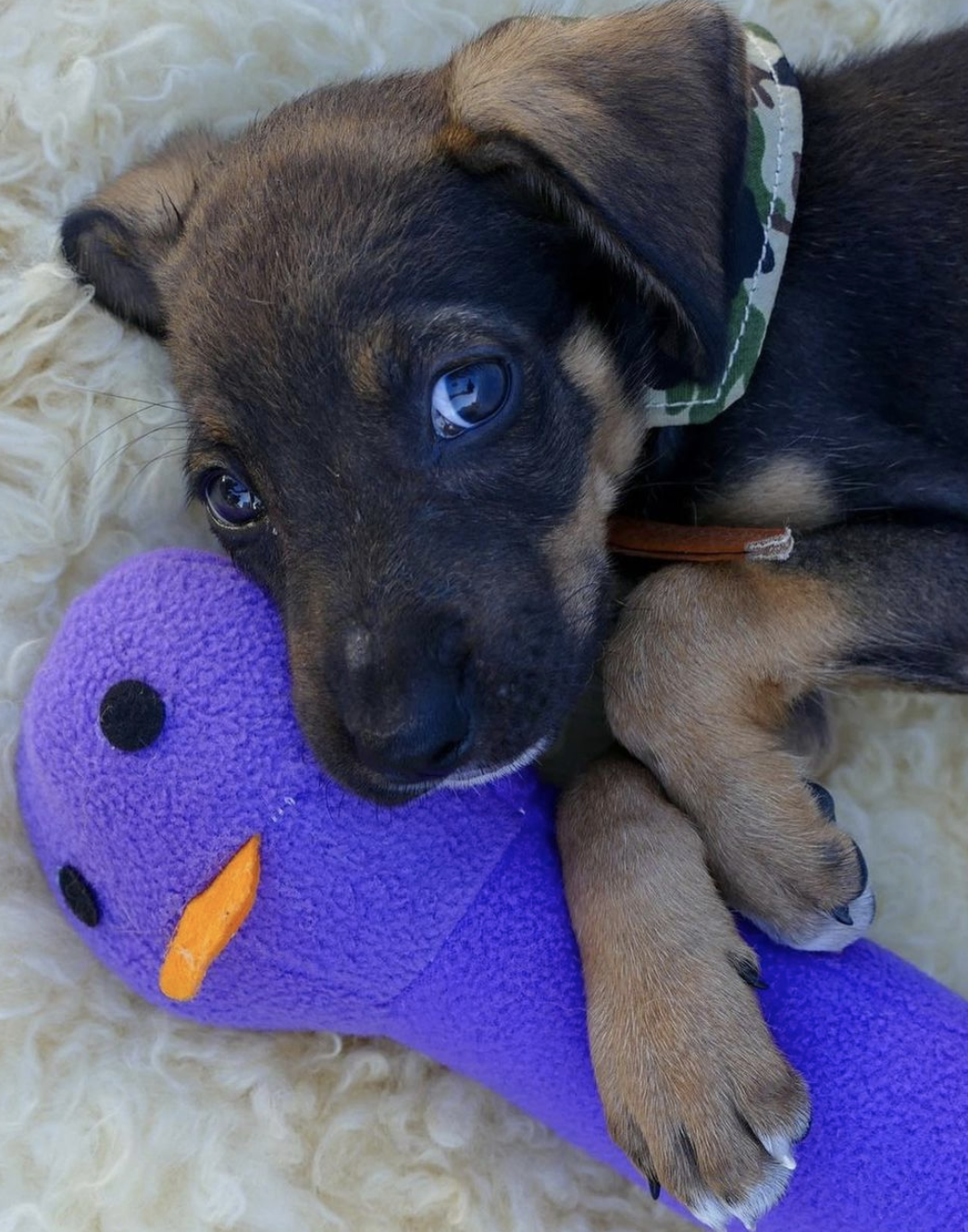 Charlie, 10-Weeks-Old