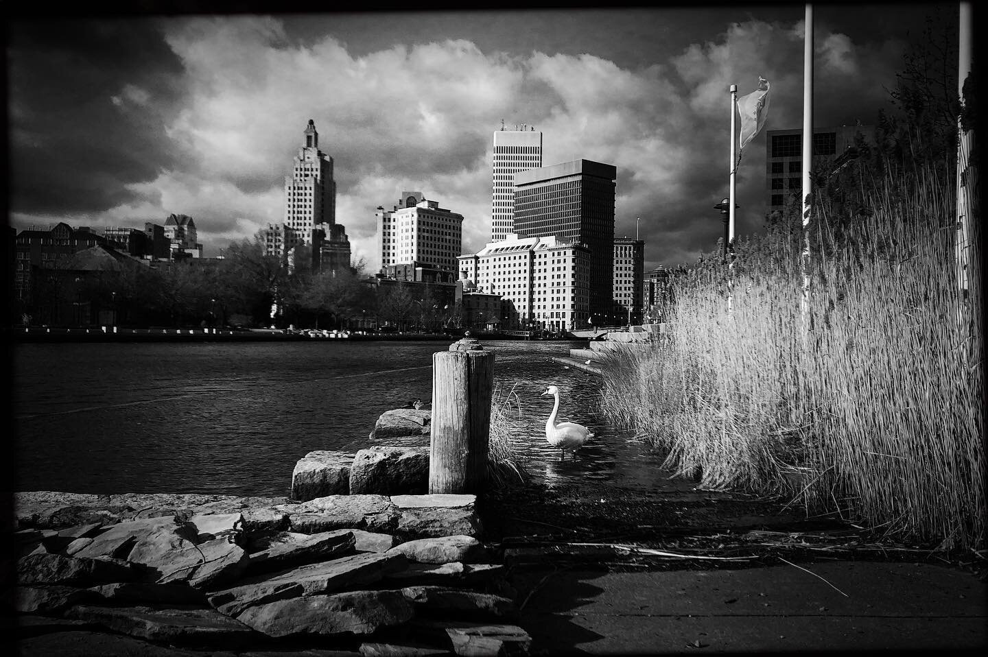 This bird frontin&rsquo;