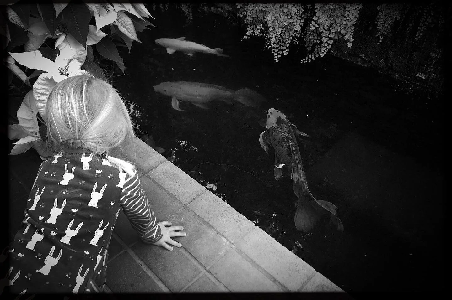 Cousins, cacti, cookies and koi.