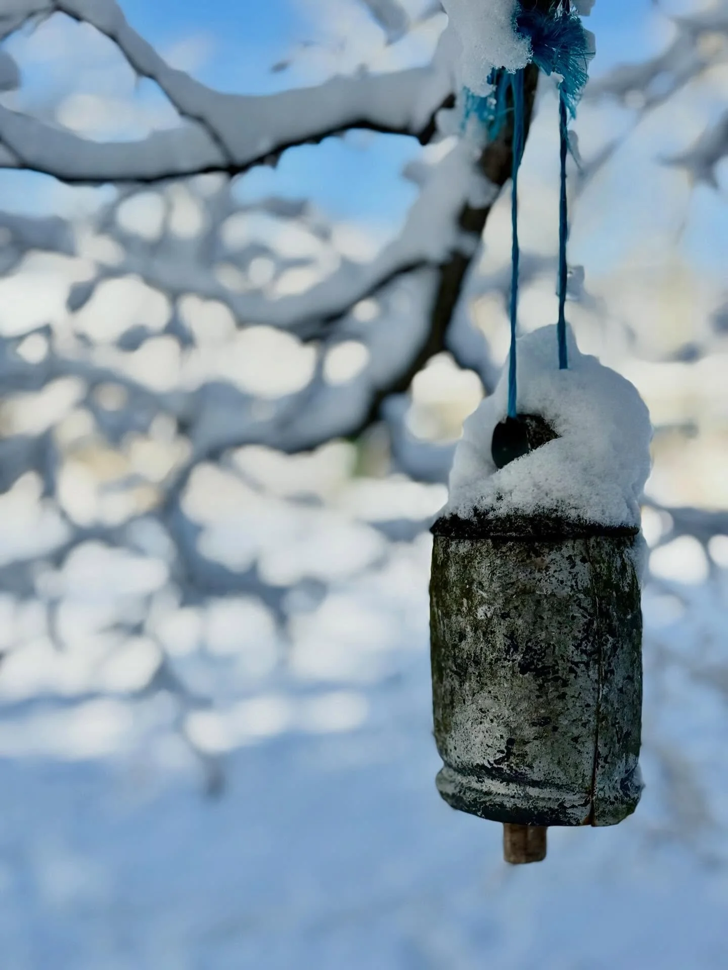 A few studies in Winter textures, colors and lines at the Blueprint office for a little creativity fuel while designing our next project.  Don&rsquo;t miss the last photo if you could use a cuteness infusion!
#landscapdesign #hopewellnj #princetonnj 
