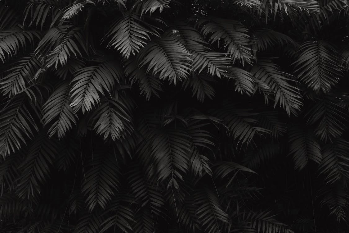 pexels-photo-1072179.jpeg