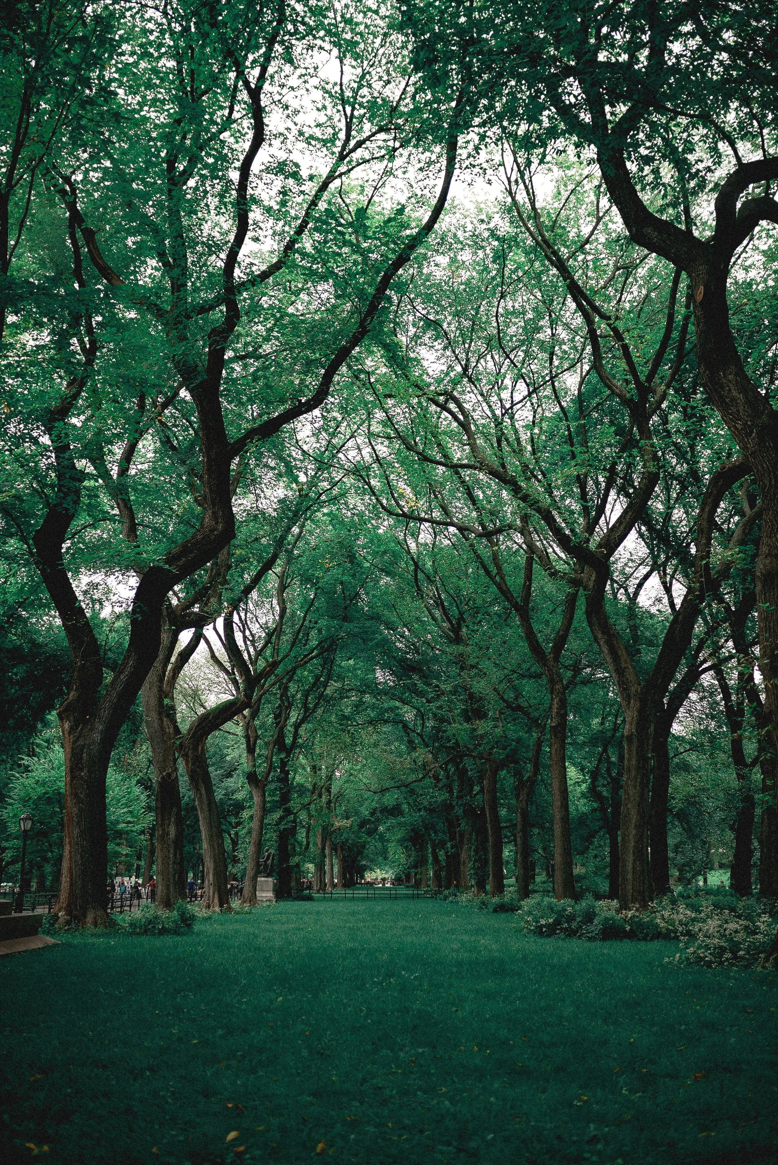branches-central-park-environment-1770809.jpg
