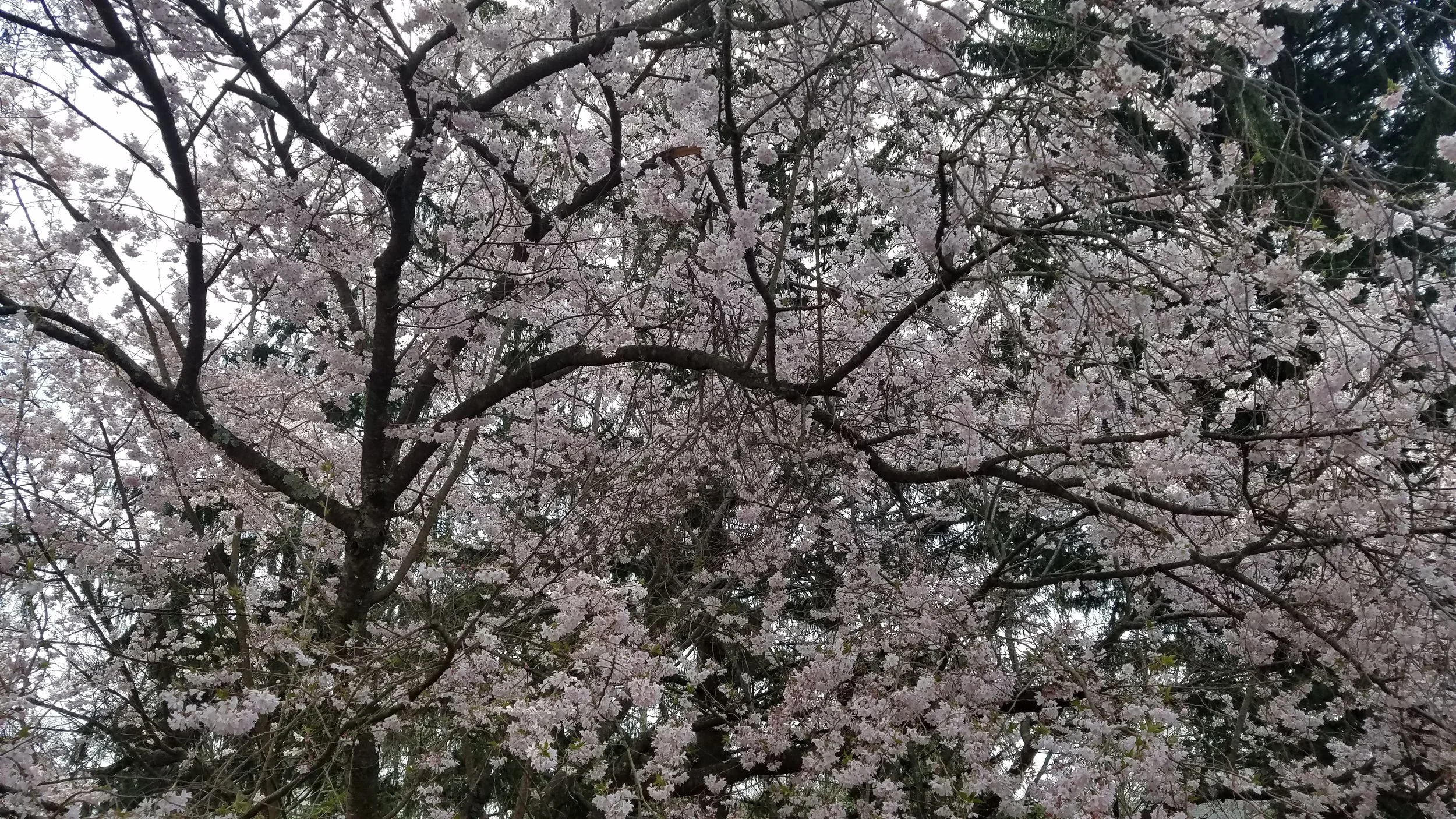 20180421_152817.jpg