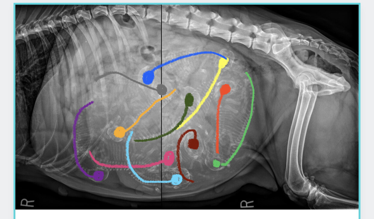 Sky X-Ray