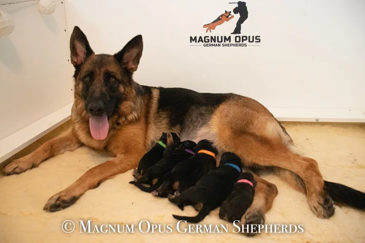 German Shepherd Puppy Care Tips: Essential Guide for New Owners
