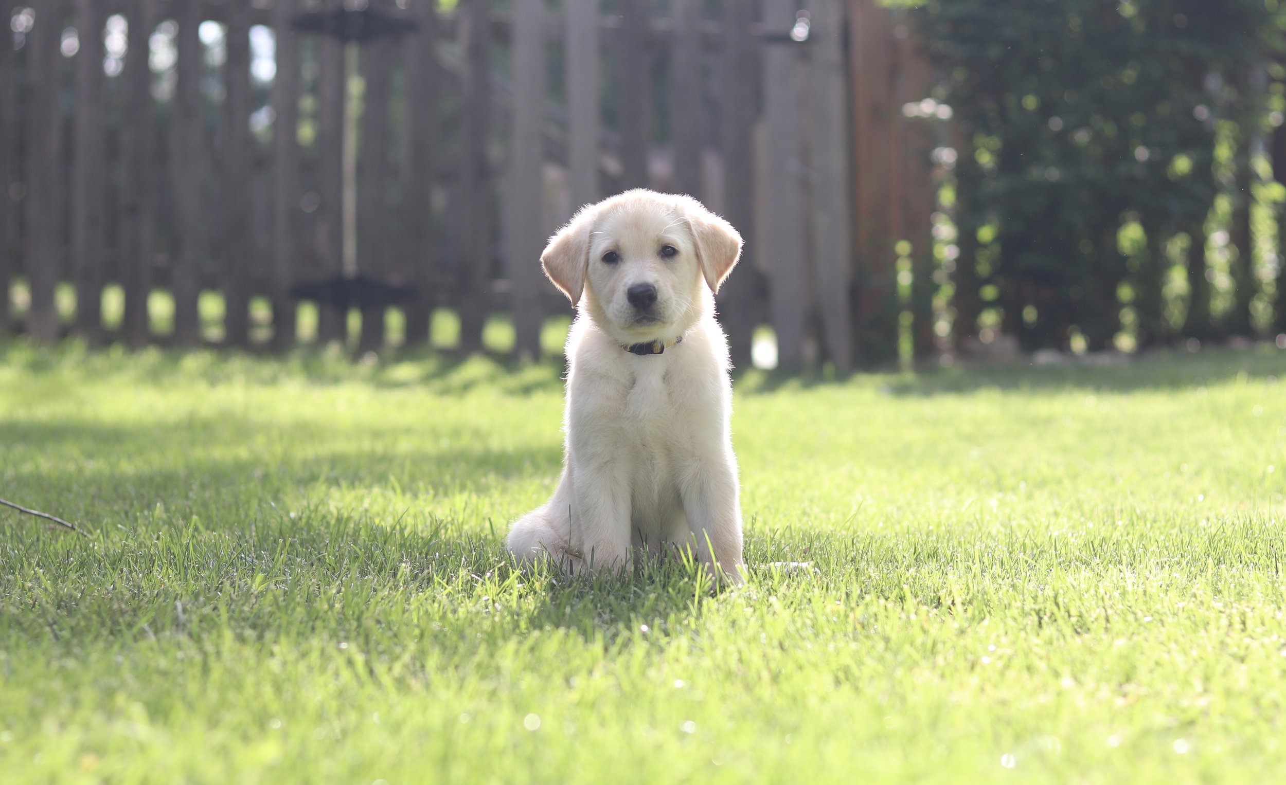 Yellow Collar