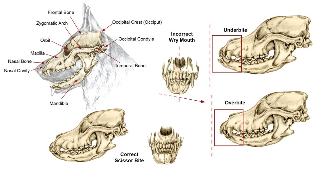 gsd skull.jpeg