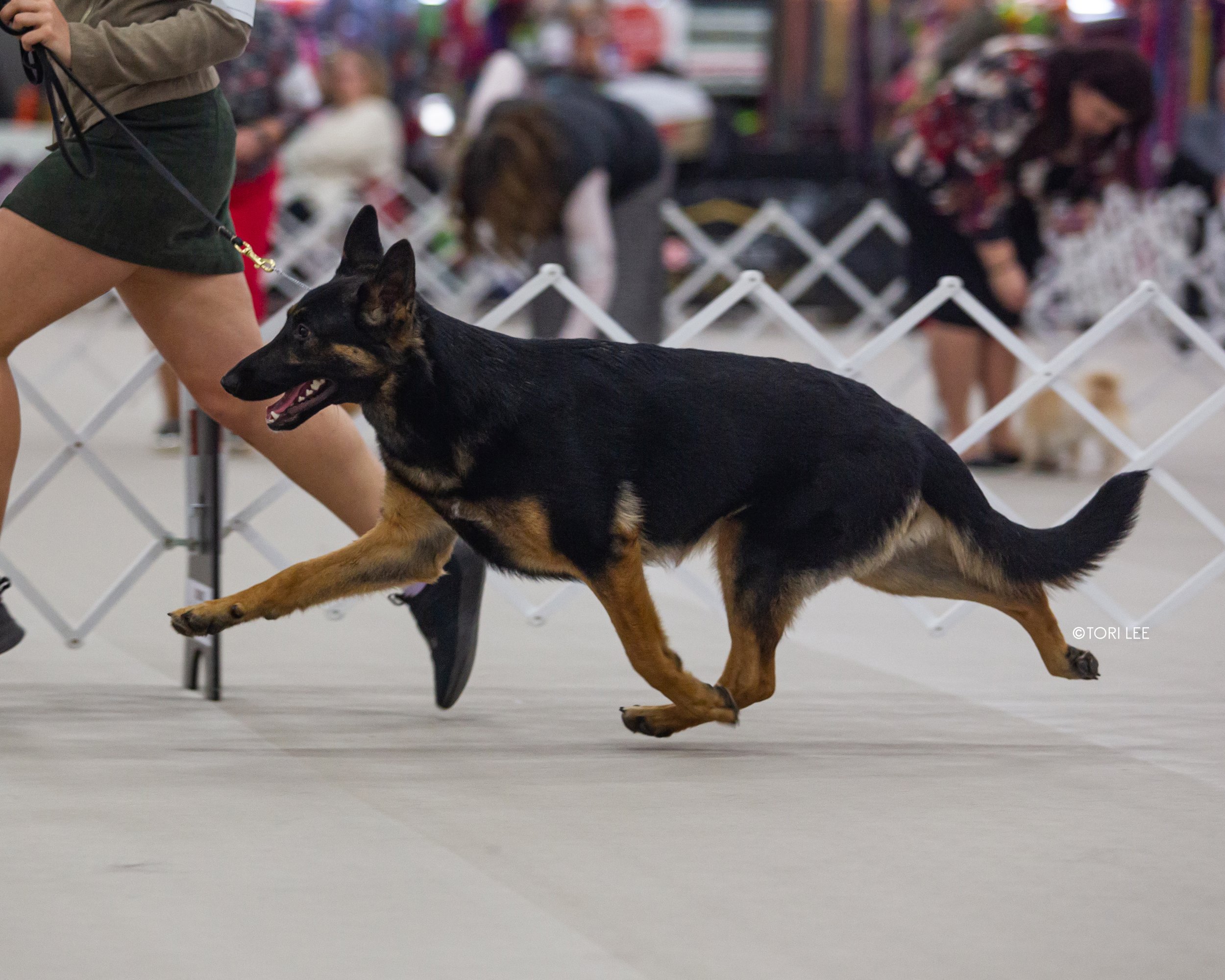 AKC All-Breed Conformation Show