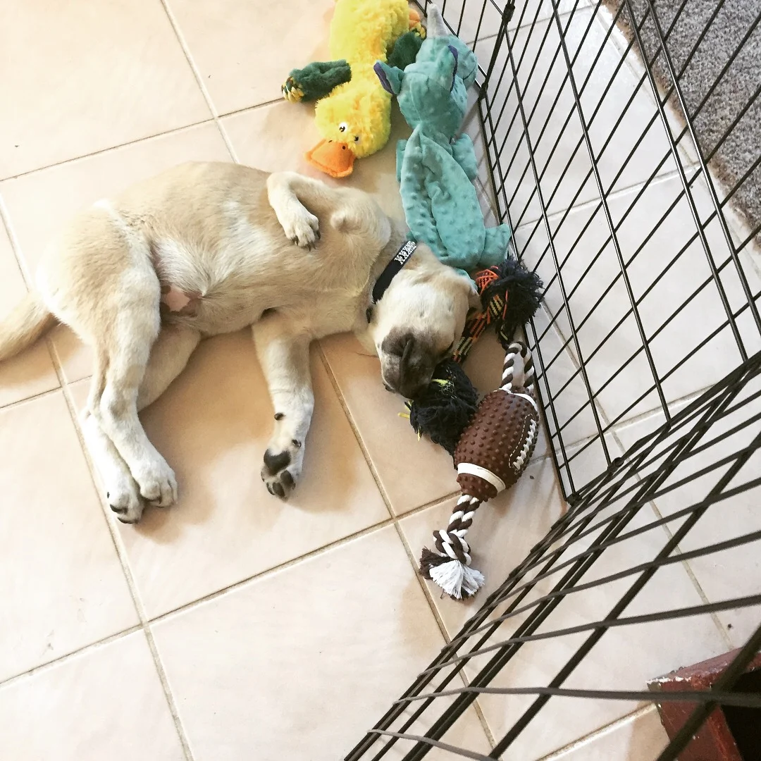 Mighty Dog Part 2A