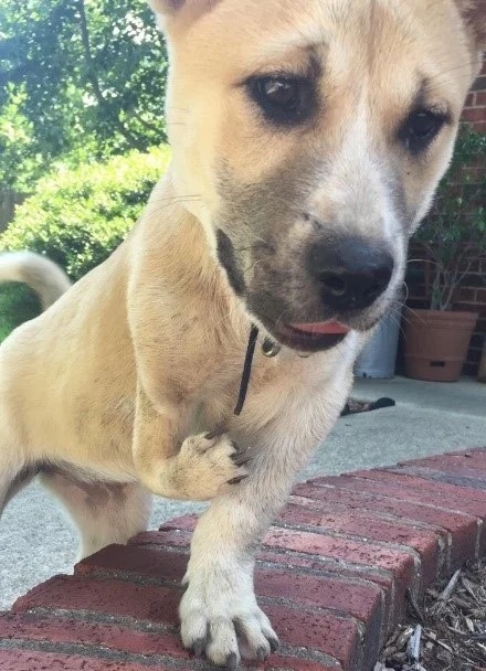 Mighty Dog Part 2B