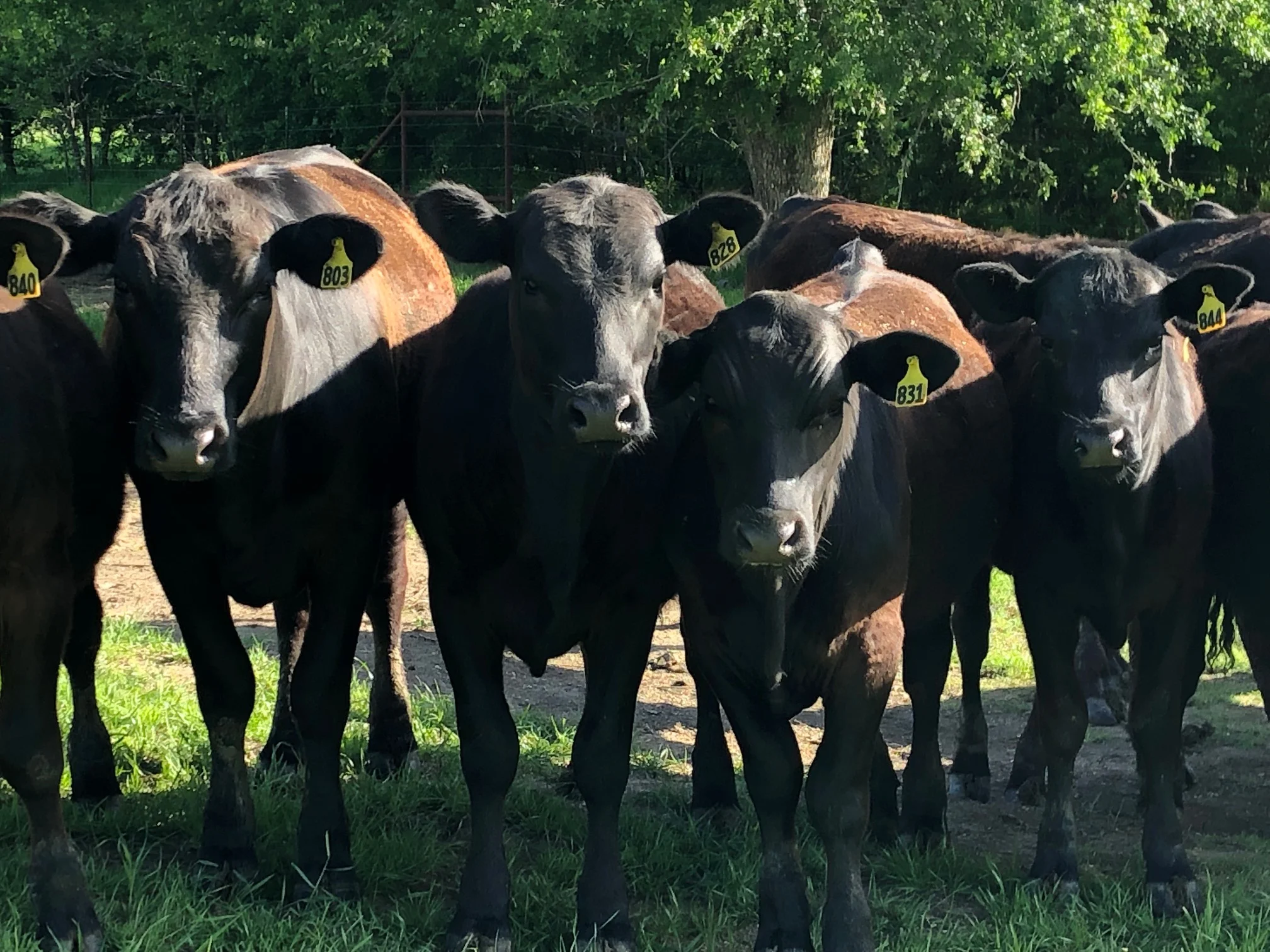 Cow Farts Change the World! ...or Not.