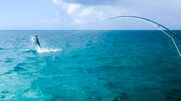 fishverobeach-website-1.jpg