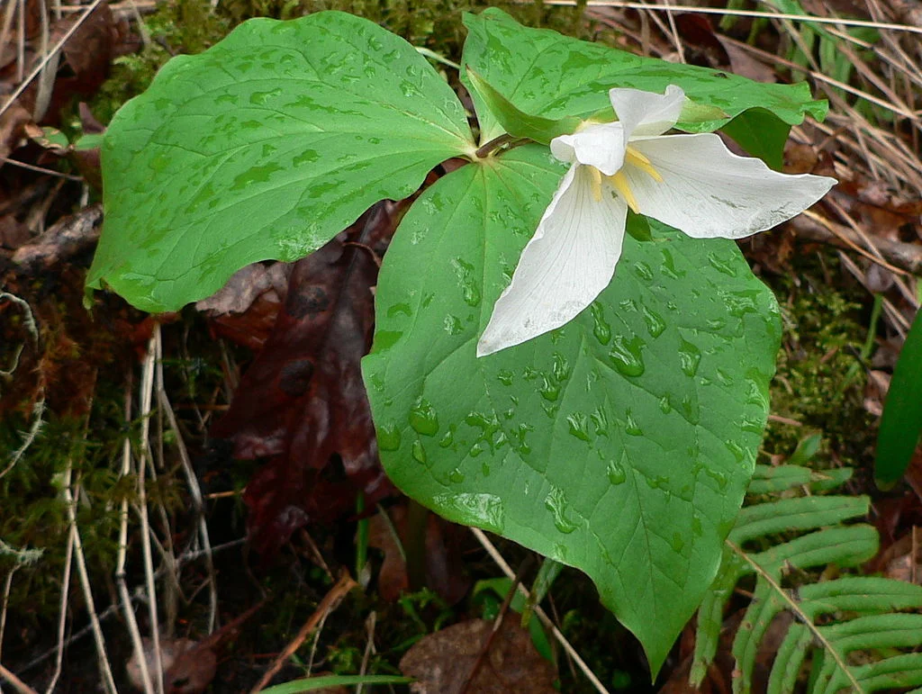 1024px-Trillium_ovatum_01178t.JPG