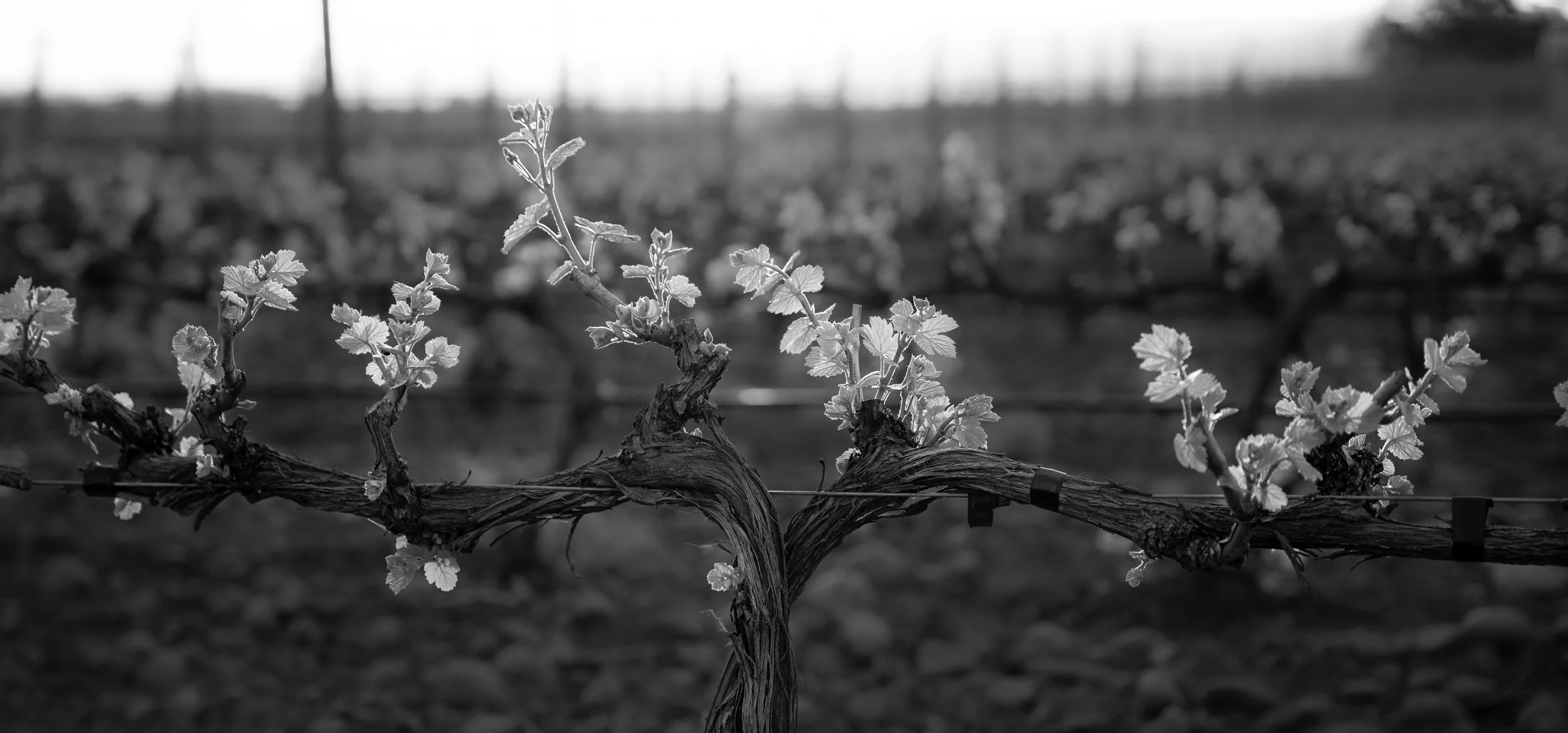 Wine night with Rasa Vineyards