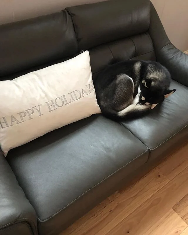 Poor baby had a little &ldquo;snip-snip&rdquo; today 😕 #nomorepompskybabiesforus