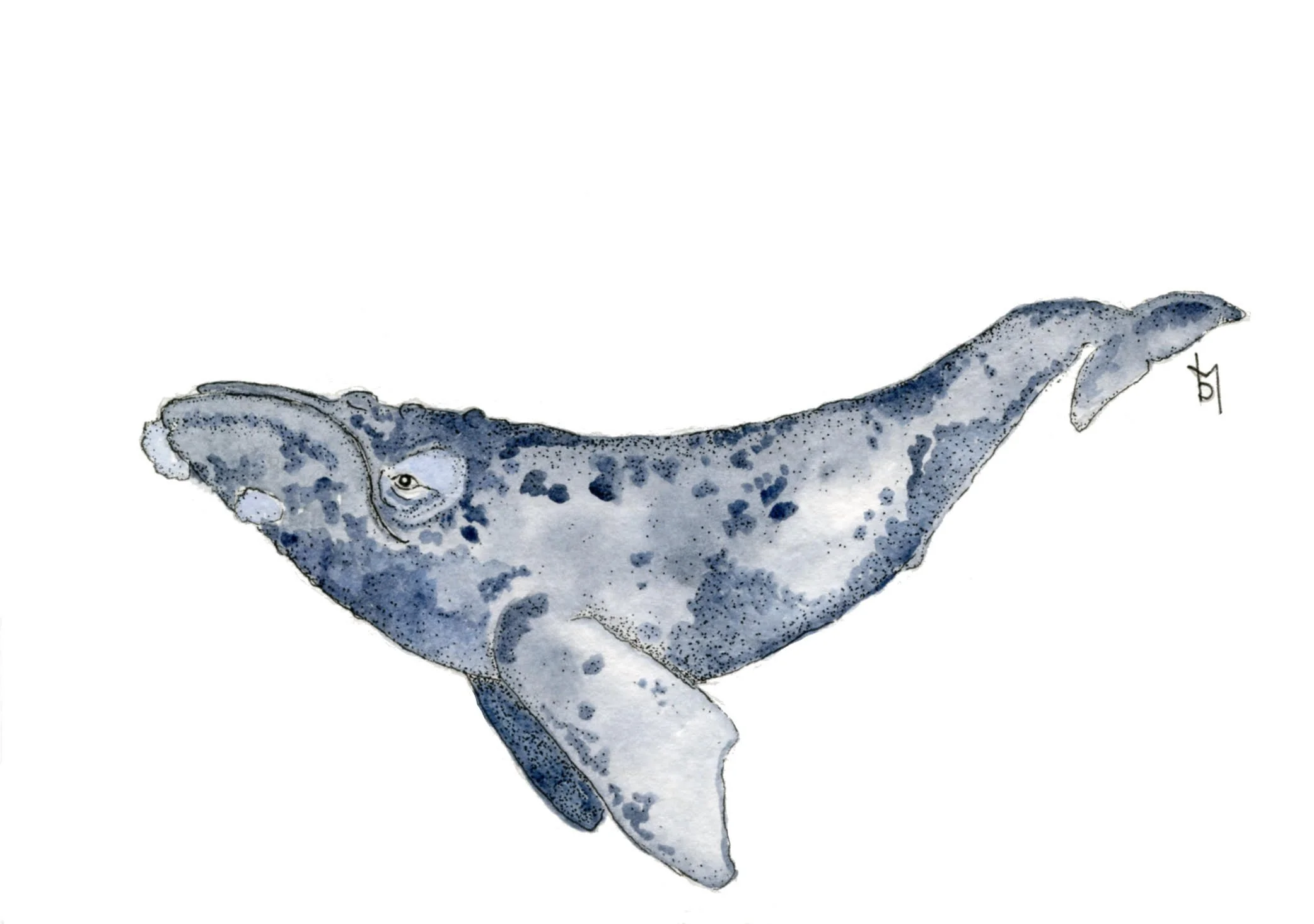 Ben N Ink Watercolors