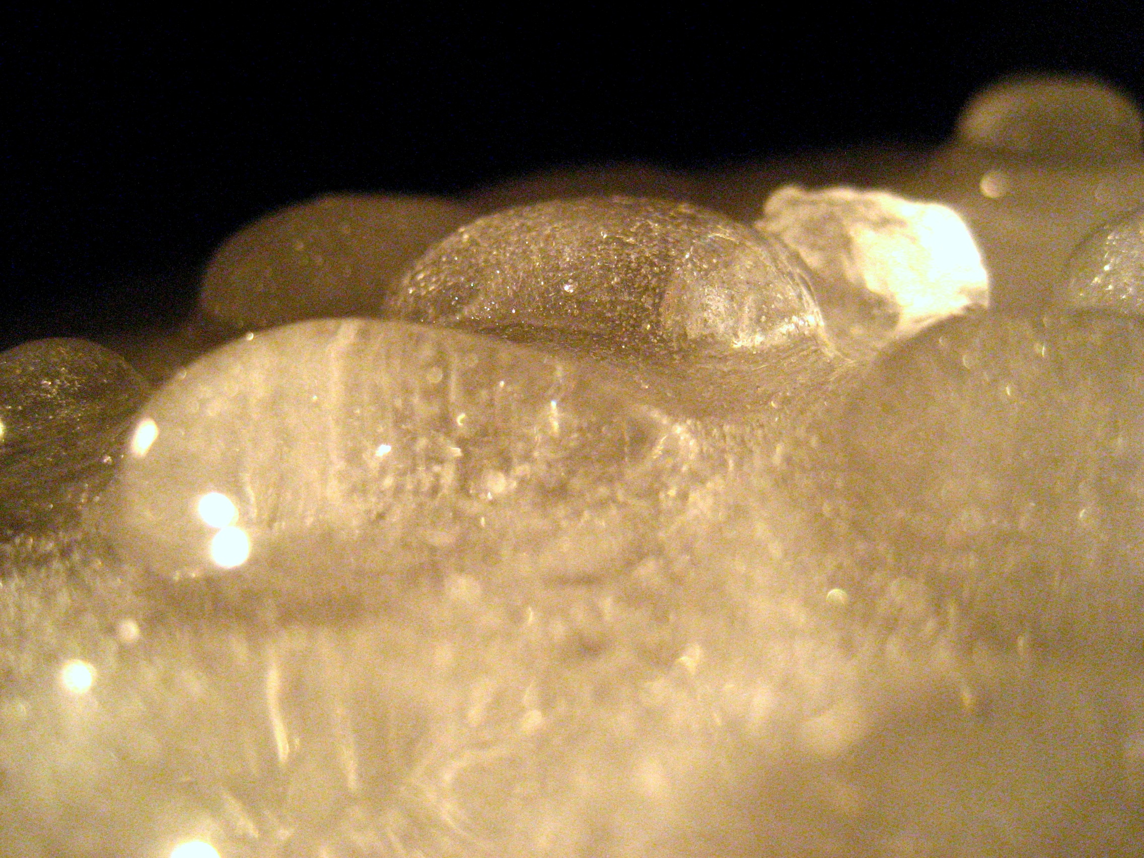 Caural @ AV XPLO, with Nightmares on Wax, and Other News from Cold Chicago