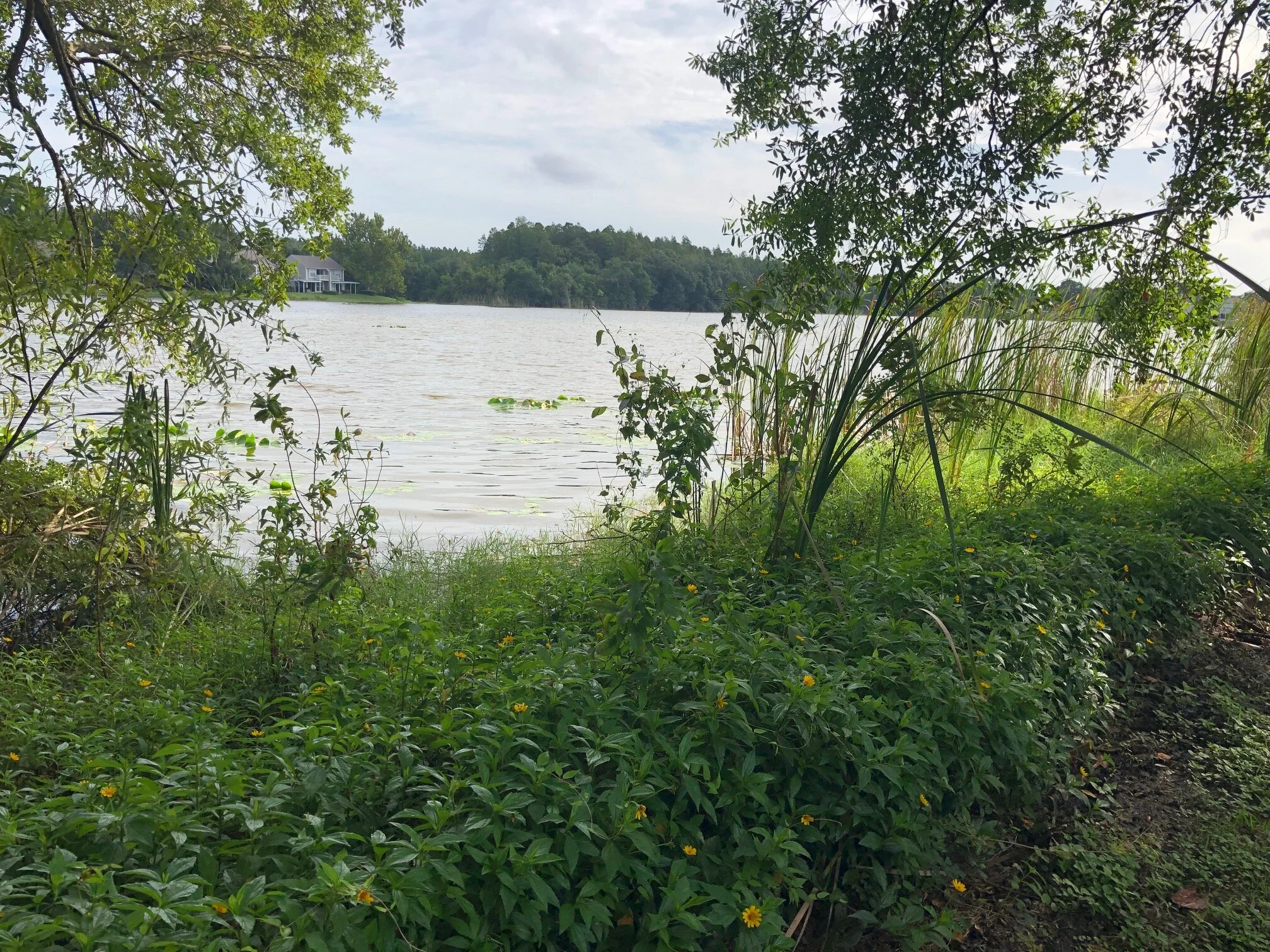 Lake view