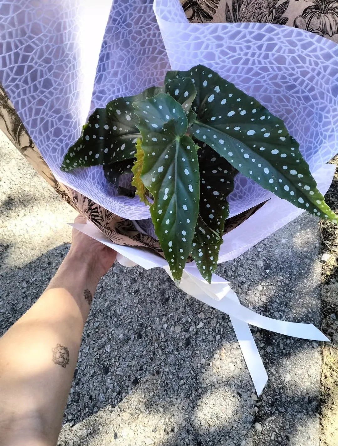 Important (and Totally Ridiculous) Plant Questions 🌿😅