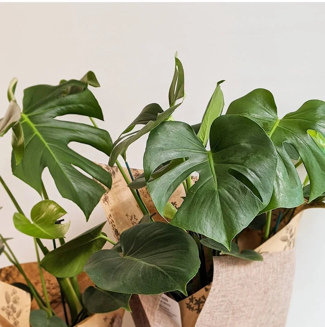 about philodendron jose buono australia Philodendron Jose Buono – The Plant Boys main image 1