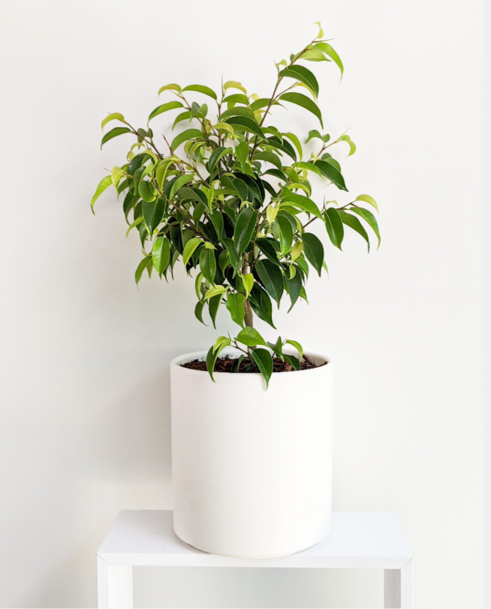 Ficus-Benjamina-Compacta-Dwarf-Potted