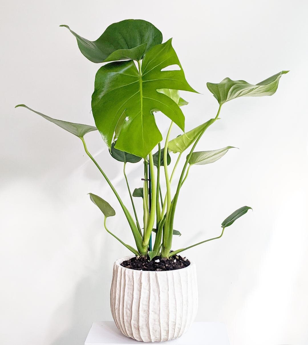 climbing pothos Buy Golden Pothos (Epipremnum pinnatum) Moss stick