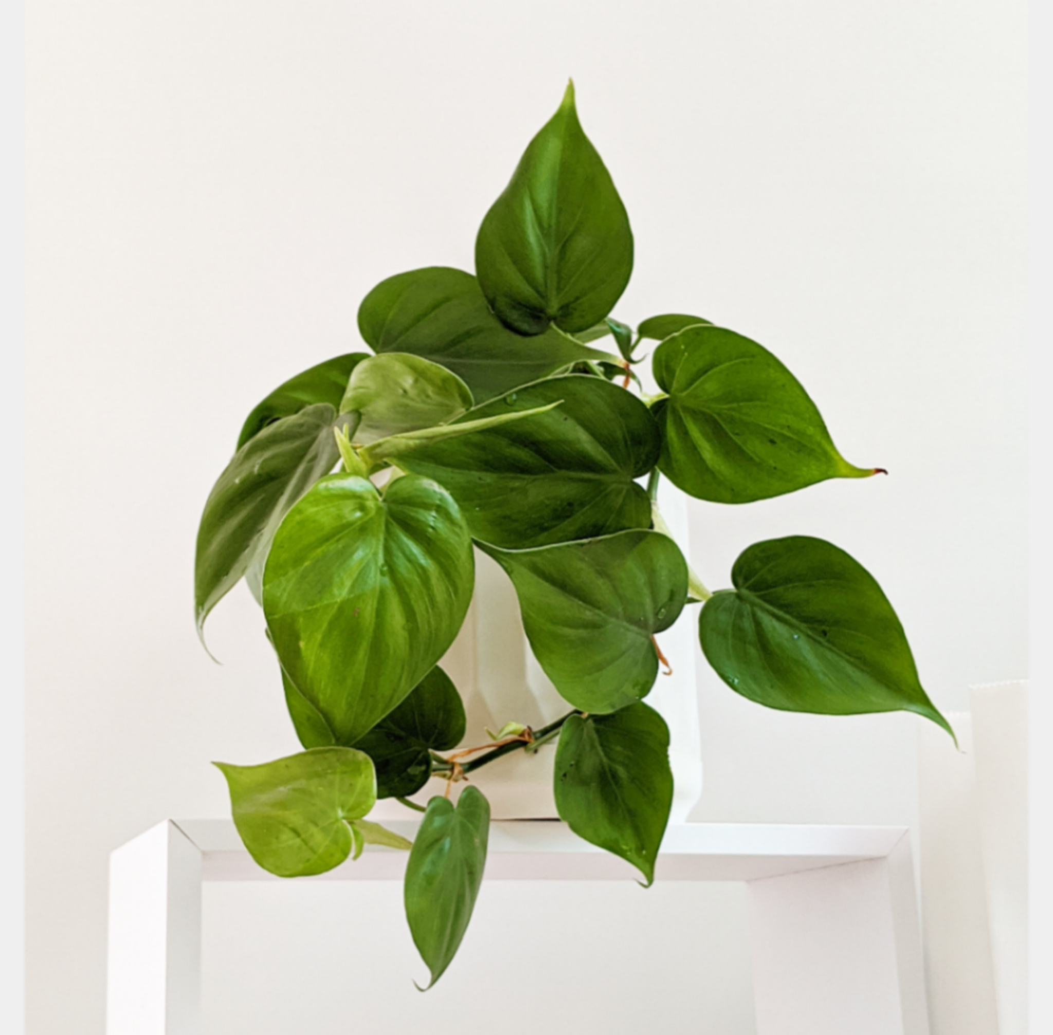 heart-leaf-philodendron-cordatum-plant-in-pot
