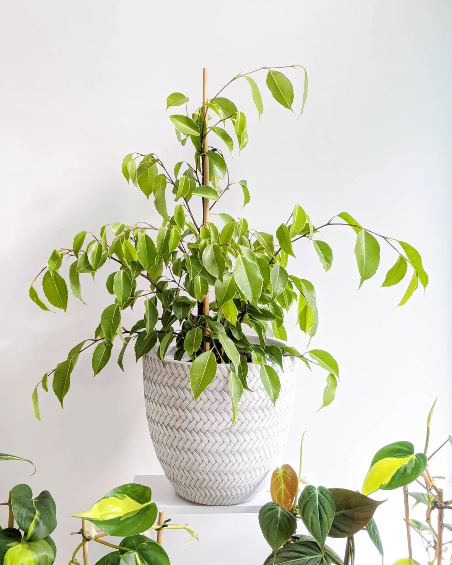 Plant Delivery Perth | Same Day Service | Free Delivery