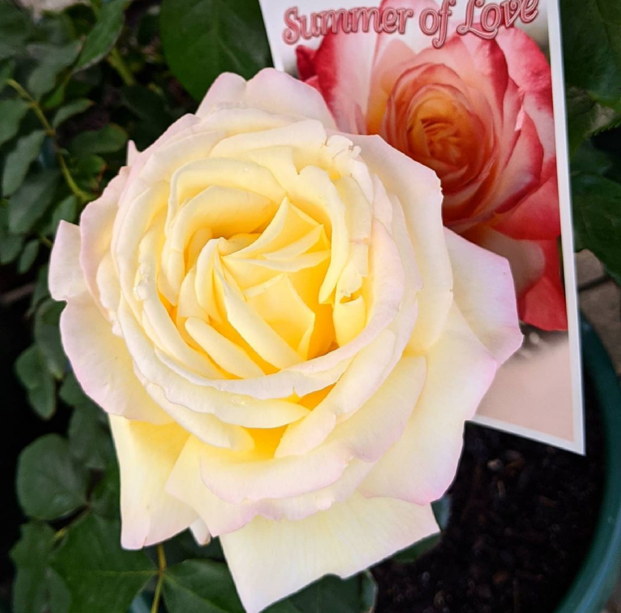 yellow-rose-flower