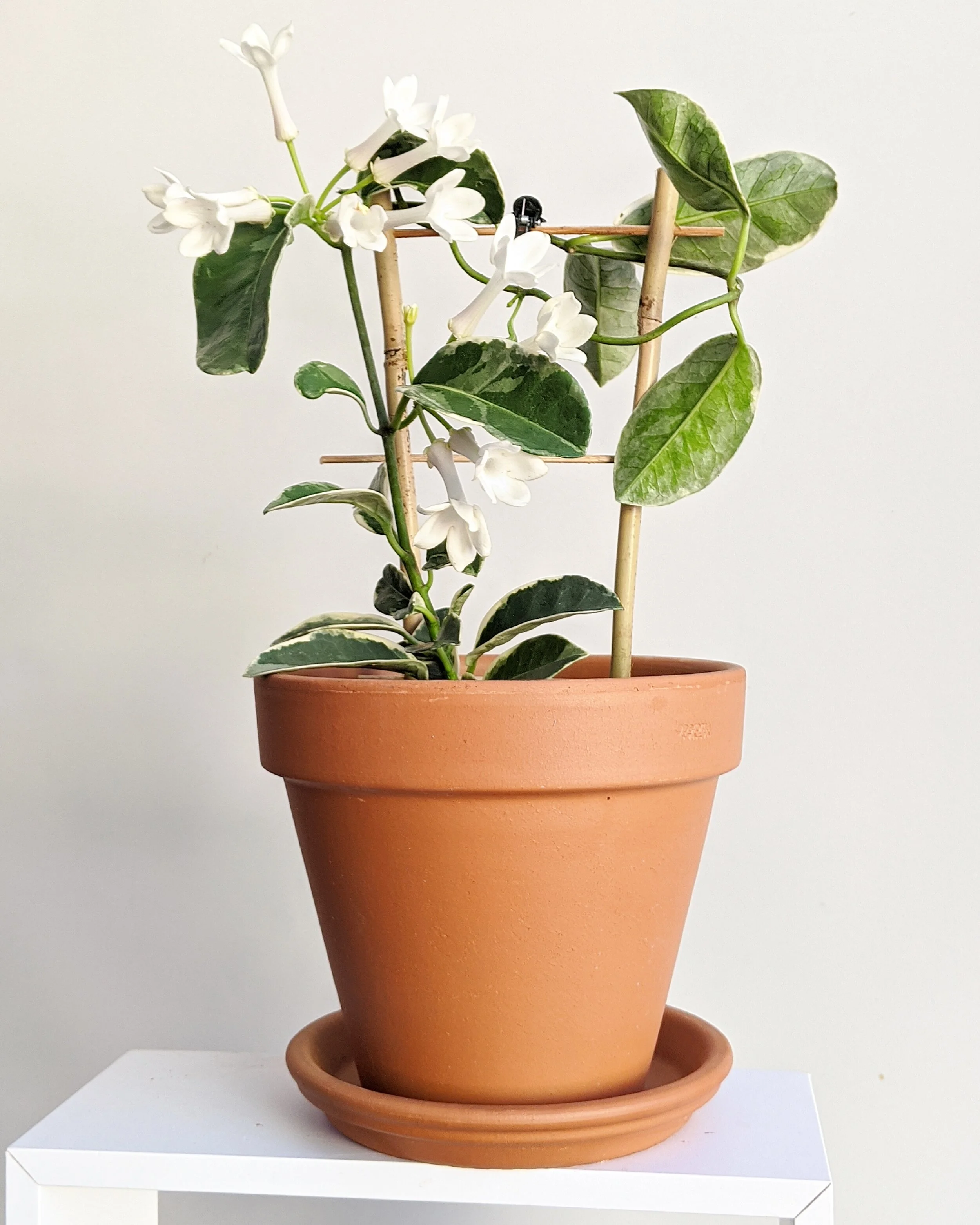 stephanotis-flowers-plant-in-terracotta