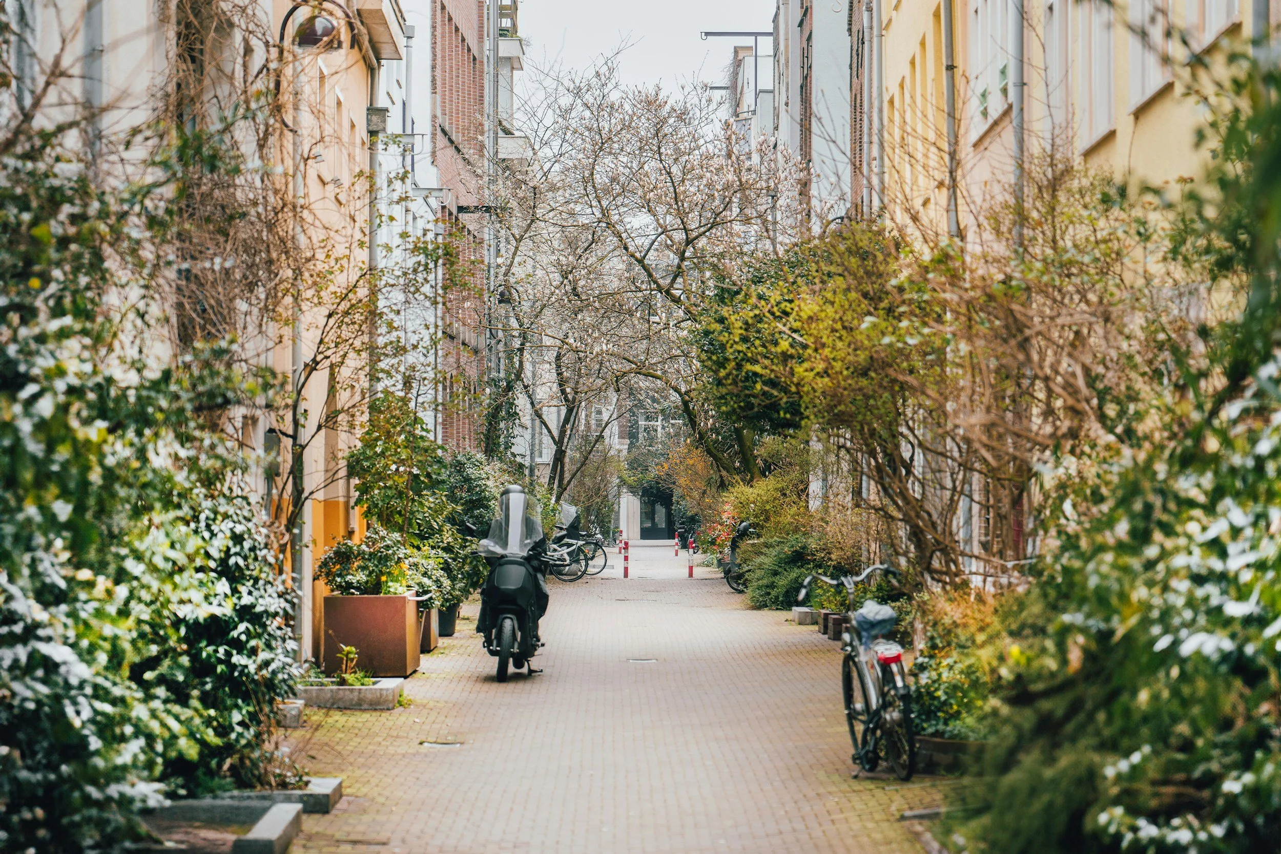 How We Love Plants Around The World: From Feng Shui To Healing Herbs