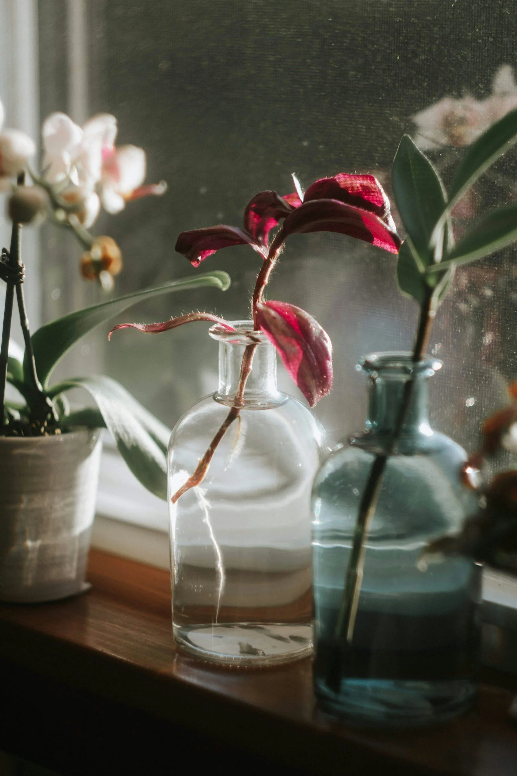 How To Propagate House Plants 